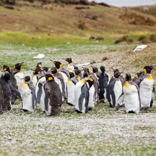 penguin herd