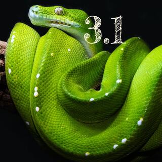 python 31