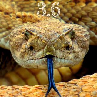 python 36