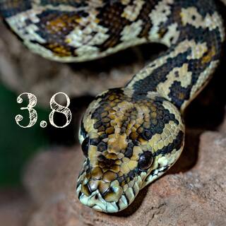 python 38