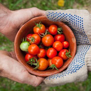 share tomatoes