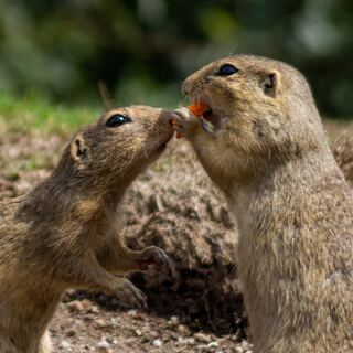 two gophers