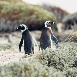 two penguins