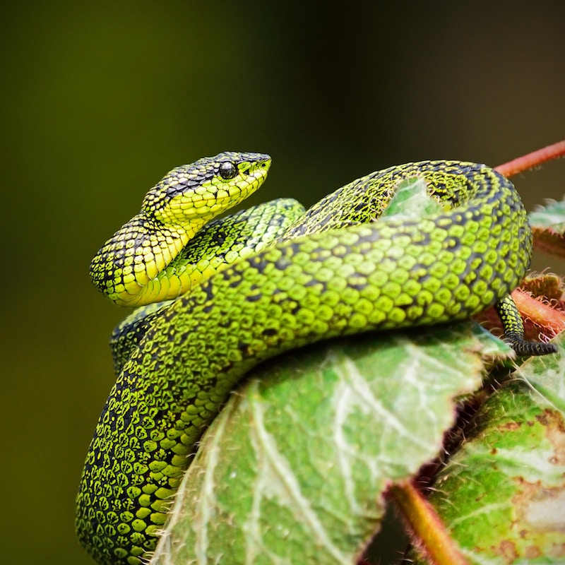 green python